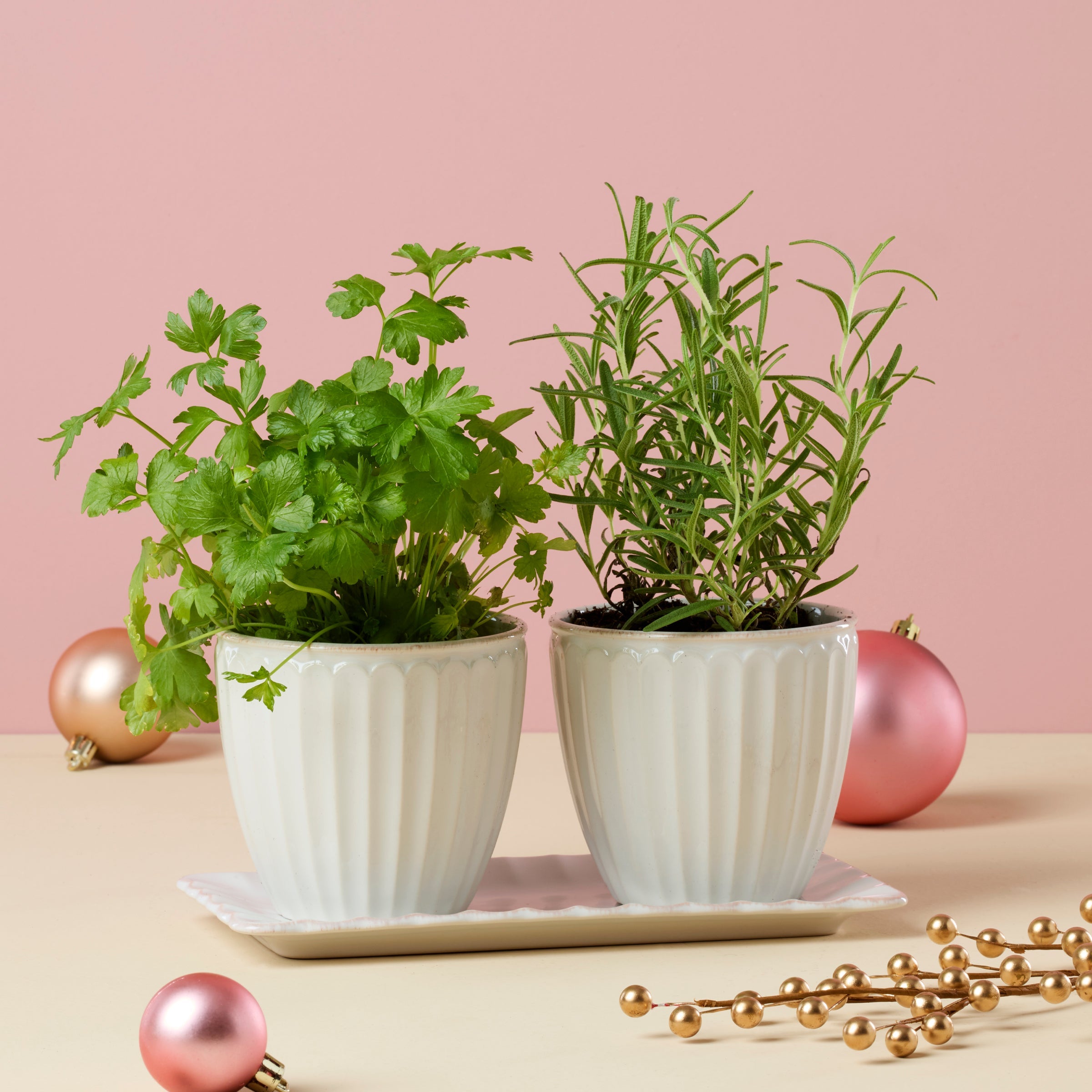French Perle Scallop White 3-Piece Herb Pot Set - Image 5
