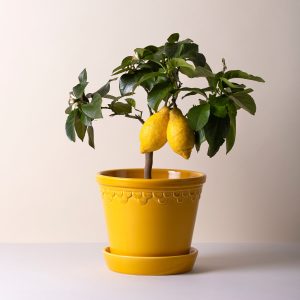 Alternative view of Kobenhavner Glazed Amber Yellow 16cm Pot with Saucer